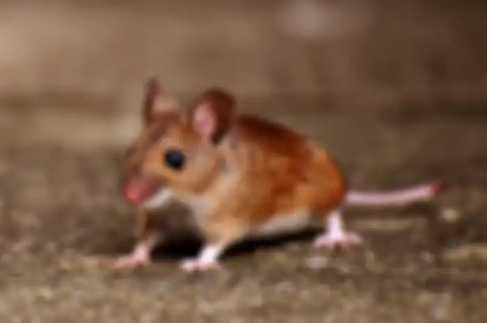 mengusir tikus di rumah dengan bahan alami