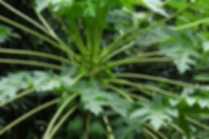 Daun pepaya