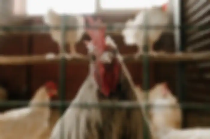 Ilustrasi ayam