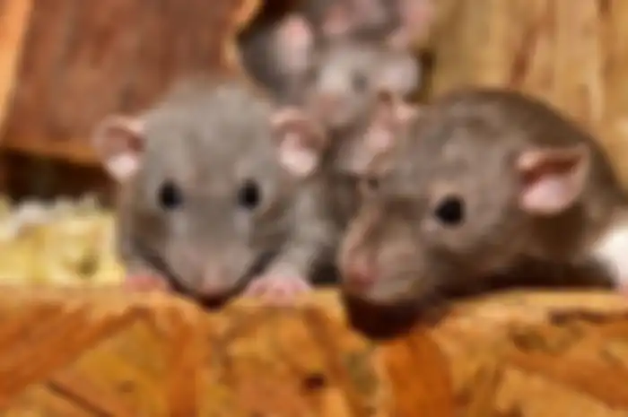 Tikus
