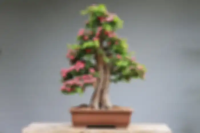 Ilustrasi tanaman bonsai