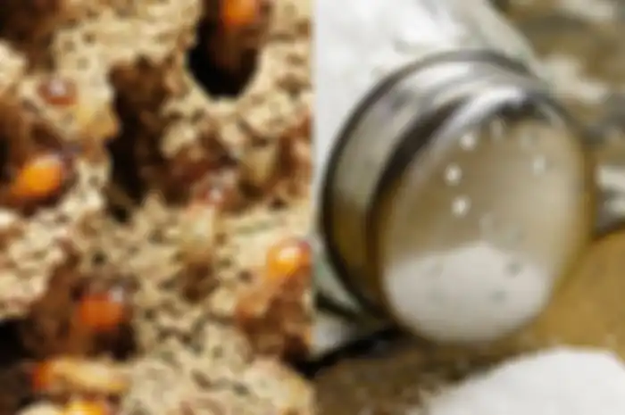Hanya dengan melarutkan air garam dan sabun cuci piring, rumah Anda akan terbebas dari rayap