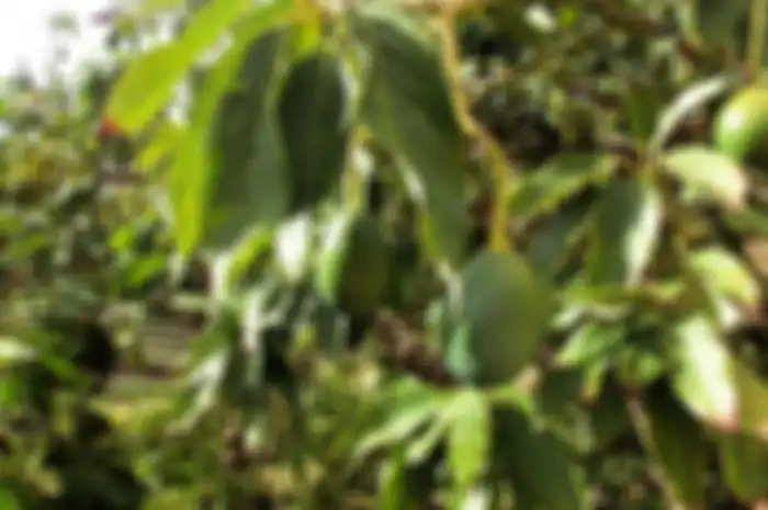 Ini efek rutin minum air rebusan daun alpukat, salah satunya dapat menyembuhkan asam urat