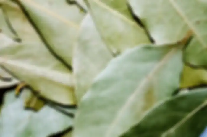 manfaat daun salam