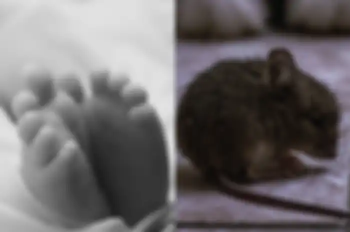Bayi 10 hari meninggal dunia karena serangan tikus