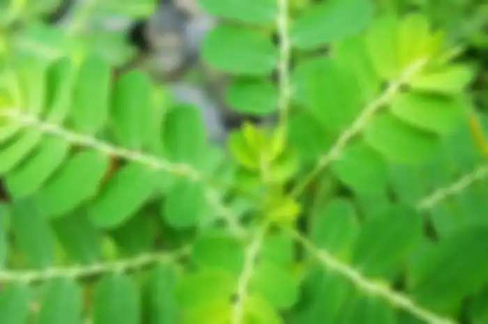 Daun kelor