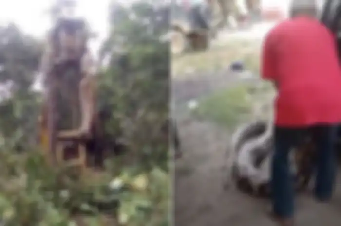 Penemuan ular raksasa yang hampir sebesar alat berat dan panjangnya 3 meter di Dominika, Kepulauan Karibia.