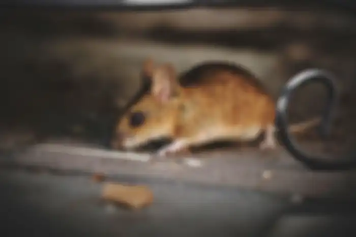 Tikus
