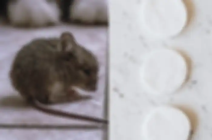 Mau mengusir tikus dari rumah? Cobalah mengusir tikus secara alami menggunakan kapas. Ini cara mengusir tikus dengan kapas