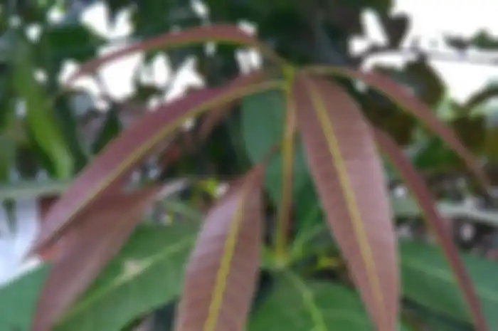 Ilustrasi daun mangga.