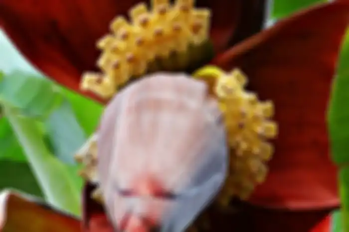 Jantung Pisang