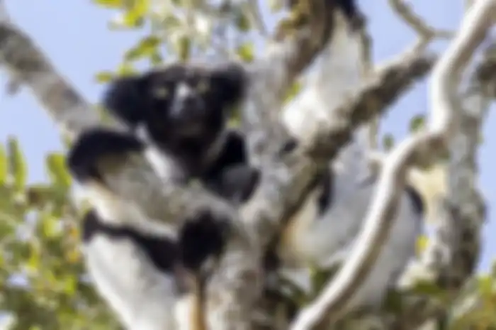 Lemur spesies indri indri yang menurut peneliti punya 