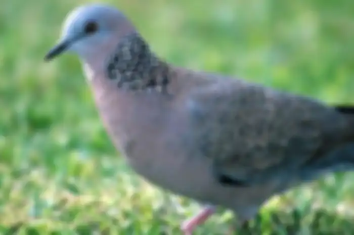 burung perkutut