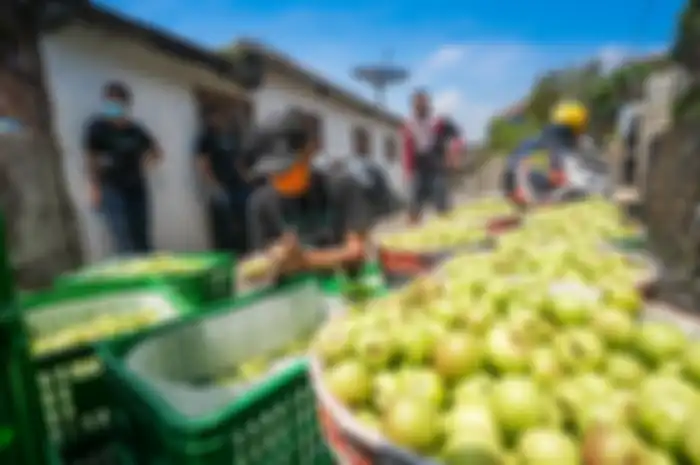 TaniHub membeli apel dari petani Malang 