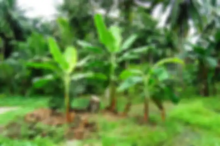 Ilustrasi pohon pisang.