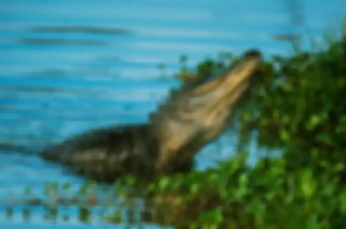 Buaya 