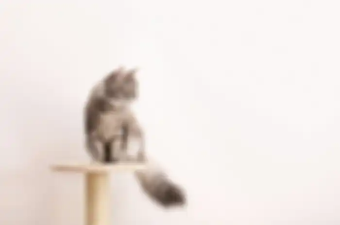 Ilustrasi kucing yang sehat.
