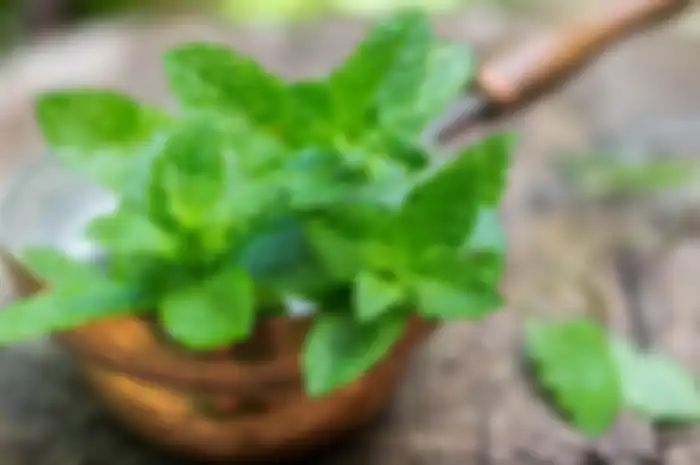 Manfaat daun mint untuk kesehatan
