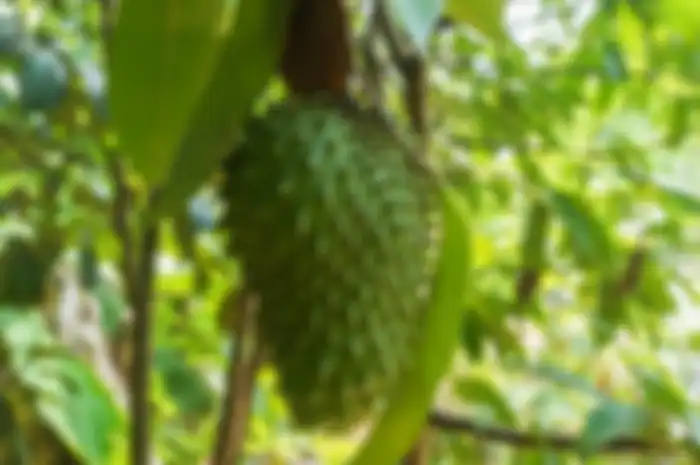 manfaat daun sirsak