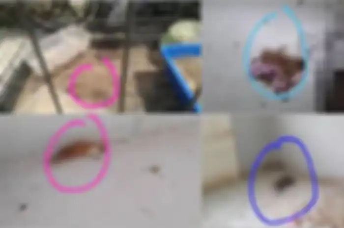 Penampakan bangkai kucing dalam rumah.