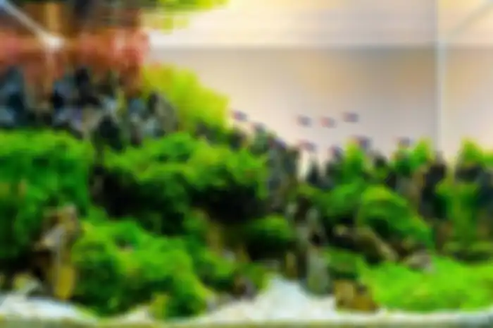 Ilustrasi aquascape