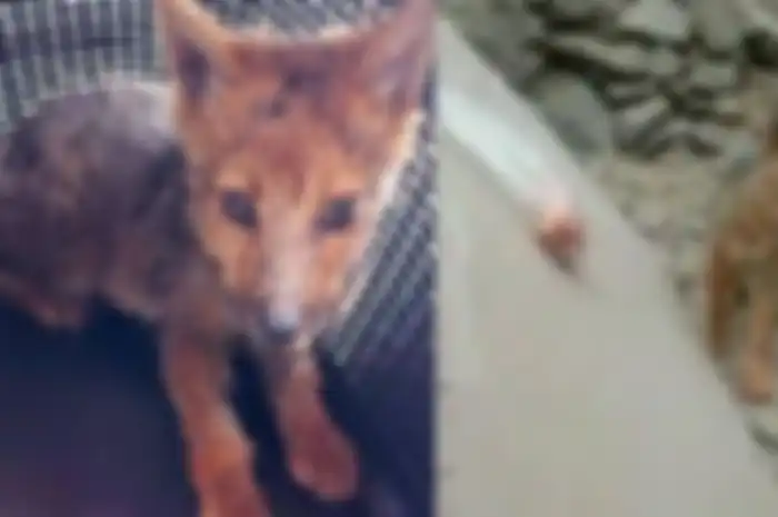 Dikira pelihara husky ternyata rubah makan banyak unggas tetangga.