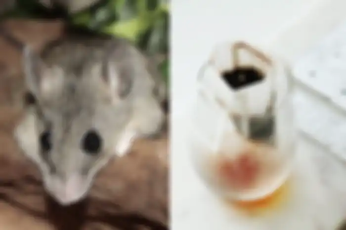 Cara mengusir tikus dari rumah dengan kantong teh bekas