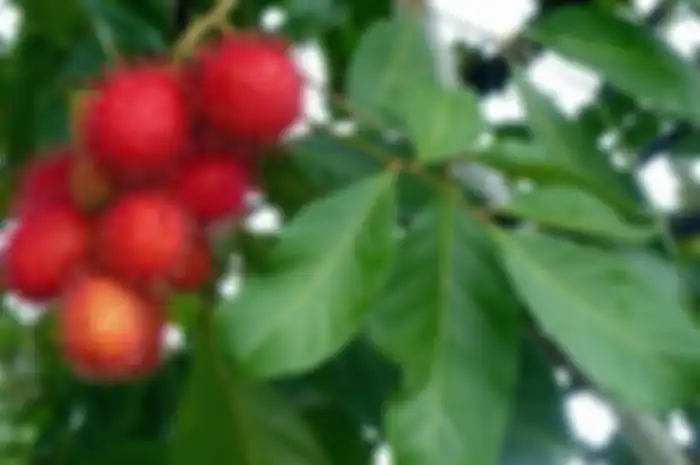 Daun rambutan ternyata dapat digunakan untuk menghilangkan uban, begini caranya