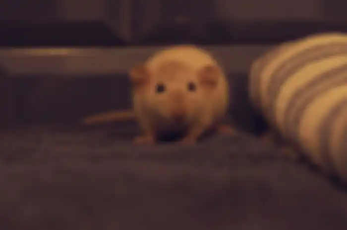 tikus