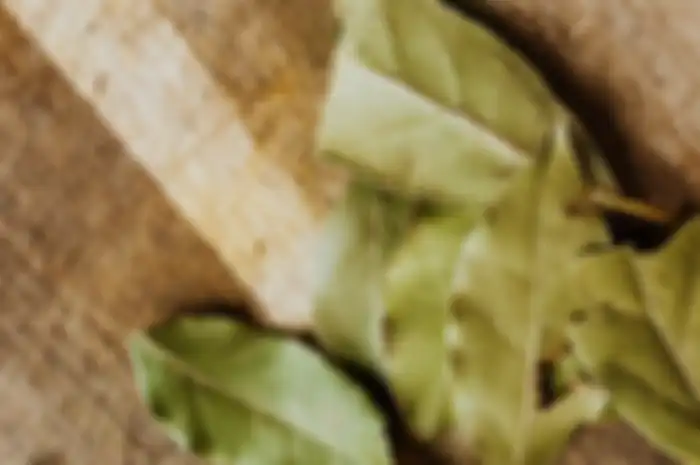 Aturan minum air rebusan daun salam