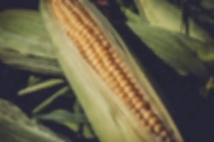Ilustrasi jagung