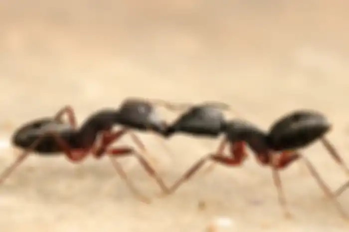 Ilustrasi semut-semut hitam.