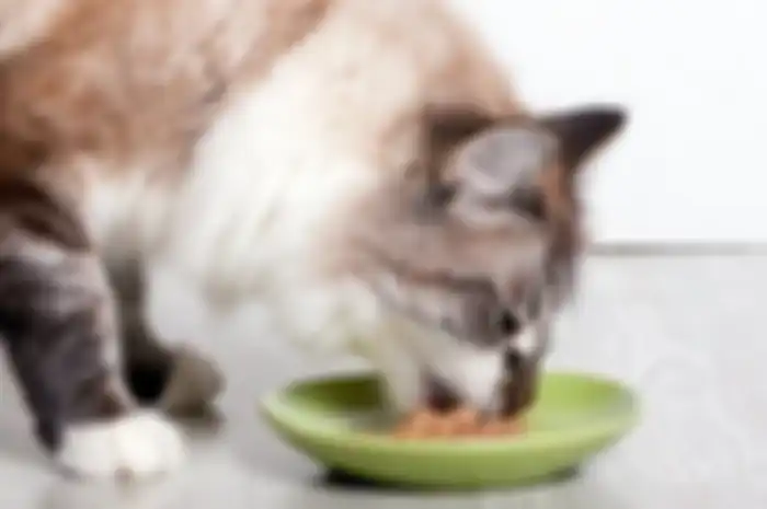 ilustrasi kucing makan makanan basah