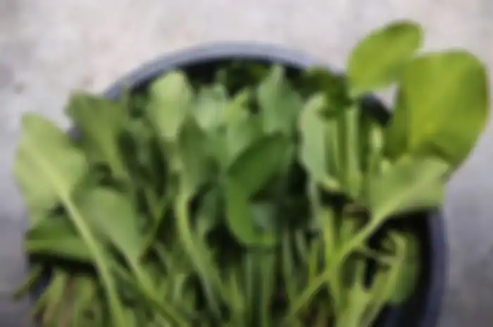 Manfaat sayur genjer untuk kesehata.