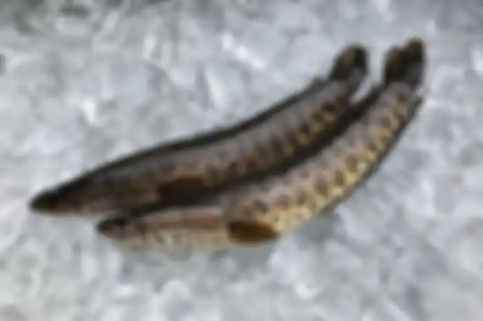 manfaat Ikan gabus untuk tubuh