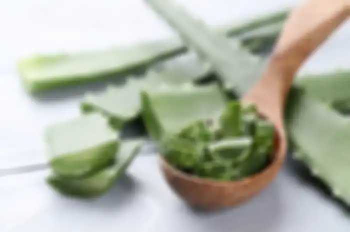 Aloe vera atau lidah buaya, baik untuk penderita eksim