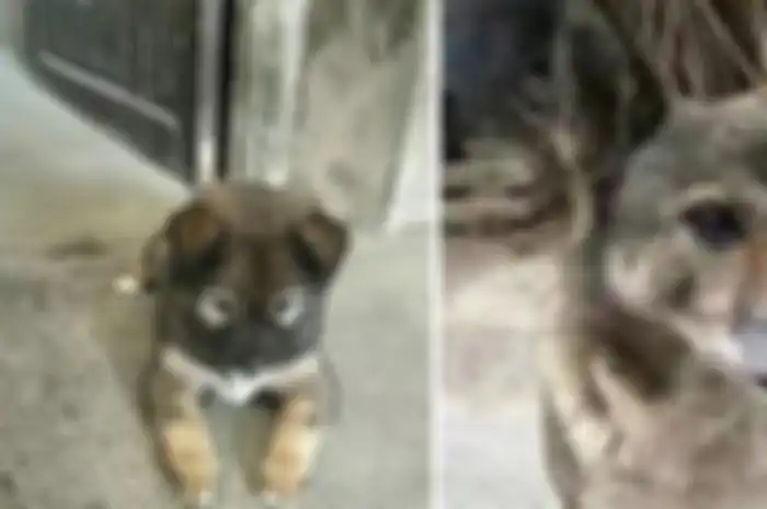 Seekor anjing setia menunggu kepulangan tuannya sampai 12 tahun.