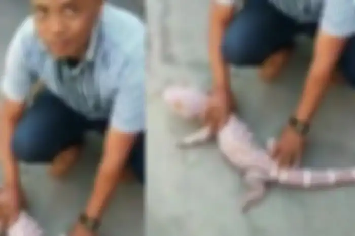 Gara-gara tokek seharga Rp 1 Triliun, Ibu di Surabaya kabur dari rumah