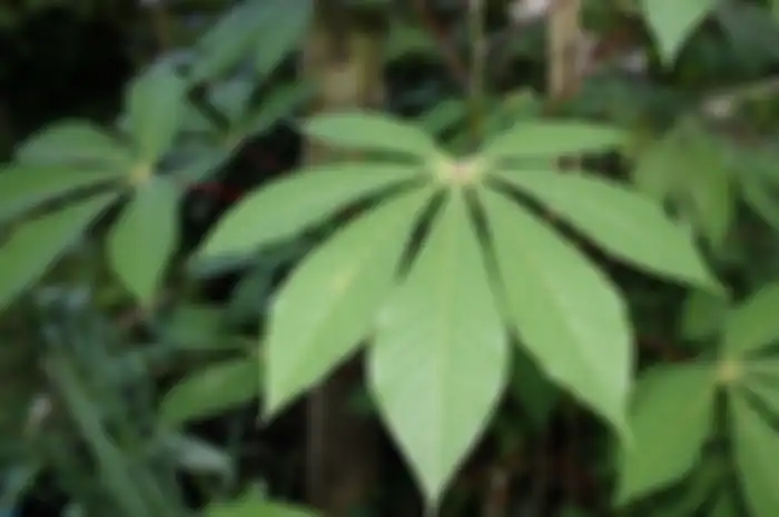 Daun singkong 