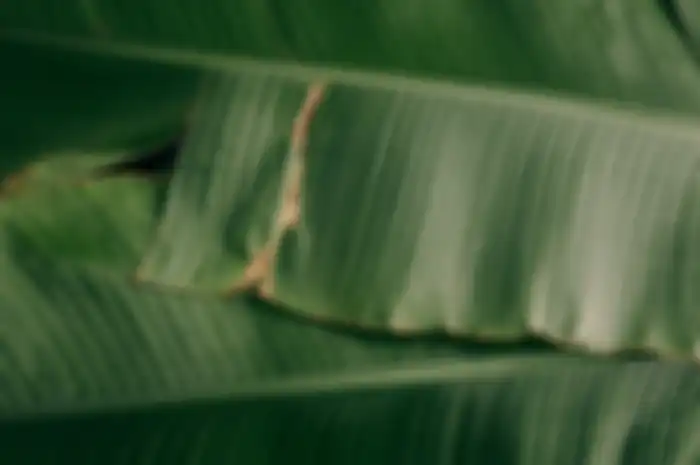 Manfaat minum air rebusan daun pisang.