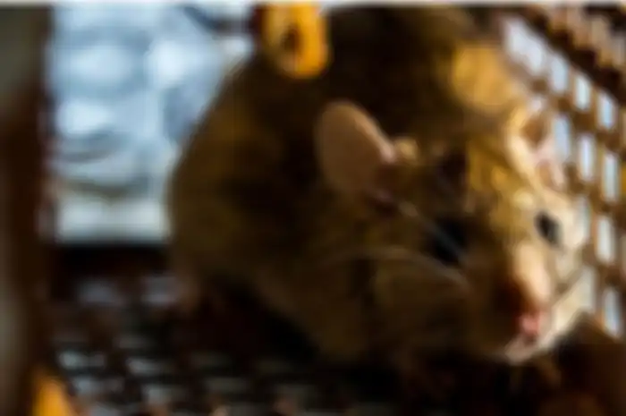Tikus, hewan pengerat yang membawa hanta virus dan menularkannya kepada manusia.