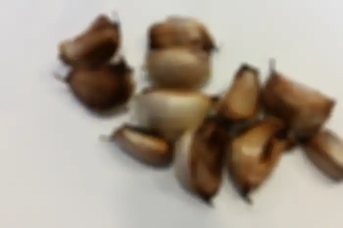 Bawang putih panggang biasanya digunakan untuk pendamping makanan.