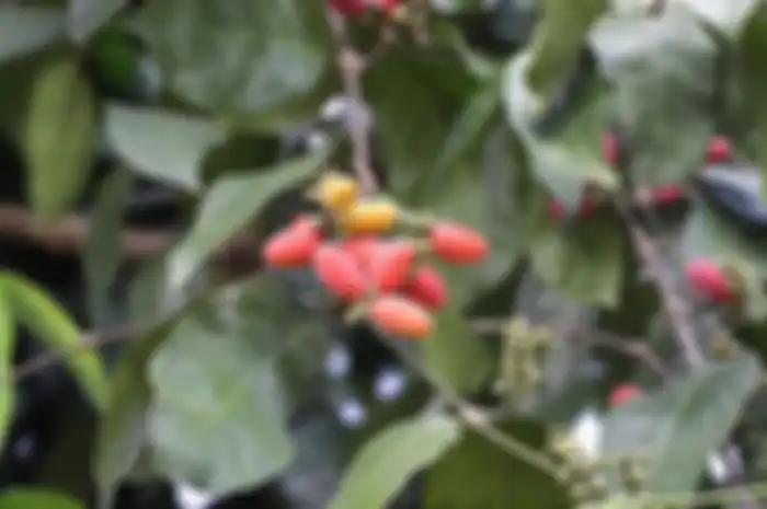 daun melinjo