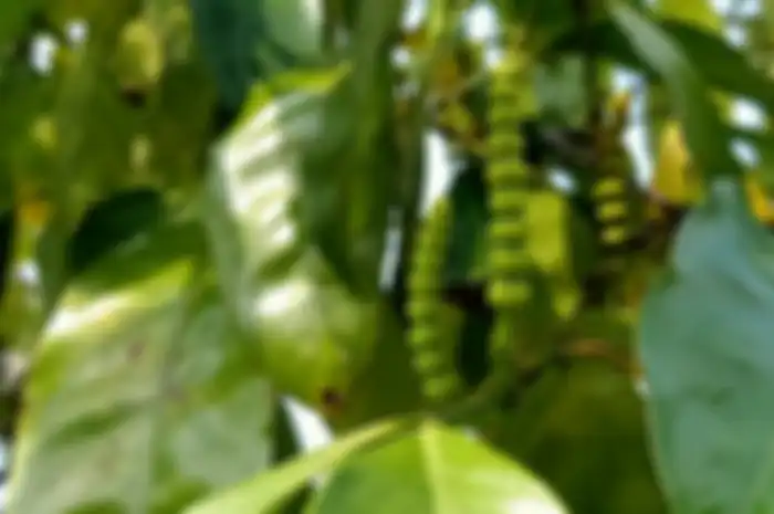 daun melinjo