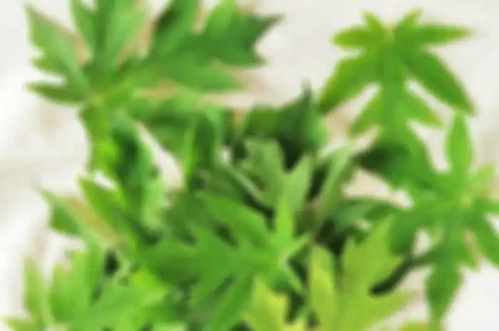 Ilustrasi daun pepaya