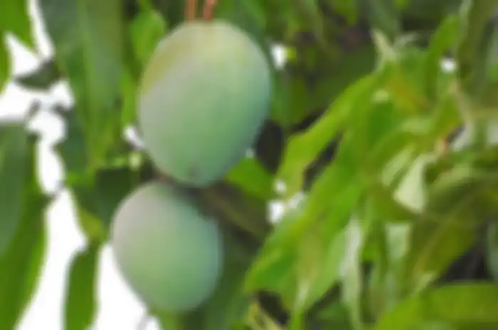 Pohon mangga