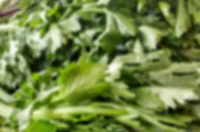 Mengonsumsi daun seledri ampuh turunkan darah tinggi.
