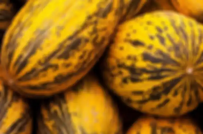 Timun suri yang memiliki banyak manfaat untuk kesehatan.