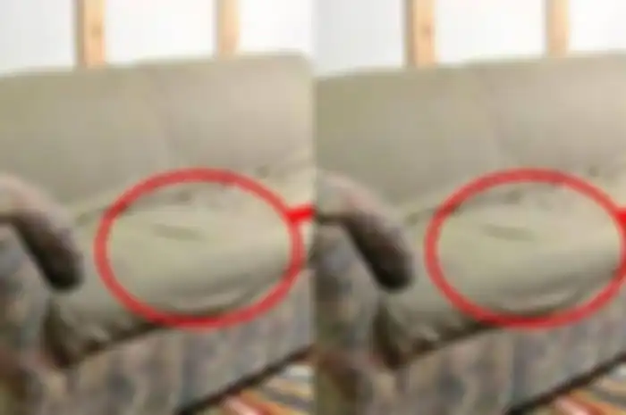 Pria ini syok dapati hal mengerikan di dalam sofa barunya