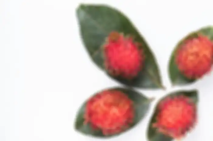 Ilustrasi buah dan daun rambutan